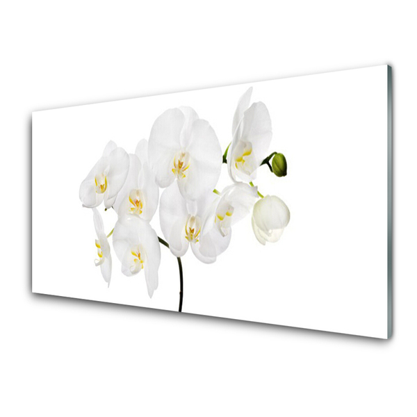 Obraz na skle Bílá Orchidej Květiny