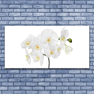 Obraz na skle Bílá Orchidej Květiny