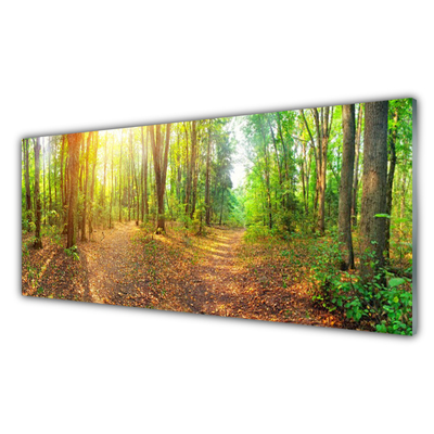 Obraz na skle Slunce Příroda Lesní Stezka