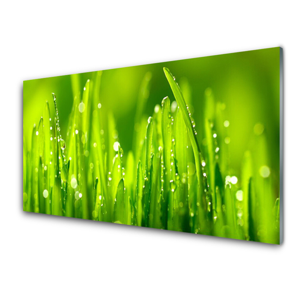 Obraz na skle Zelená Tráva Kapky Rosy