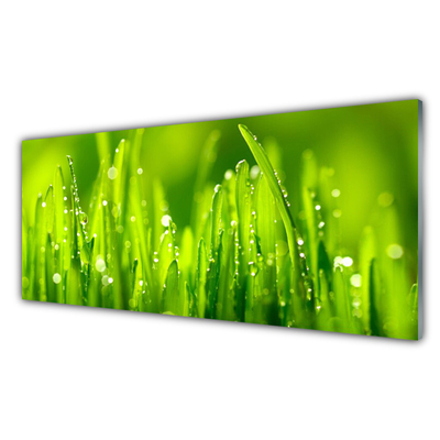 Obraz na skle Zelená Tráva Kapky Rosy