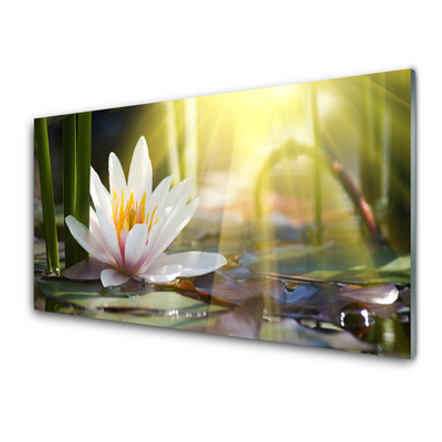 Obraz na skle Vodní Lilie Slunce Rybník