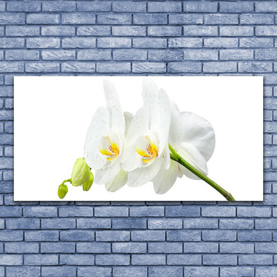 Obraz na skle Plátky Květ Bíla Orchidej