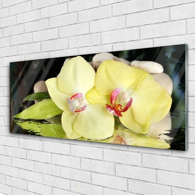Obraz na skle Okvětní Plátky Orchidej