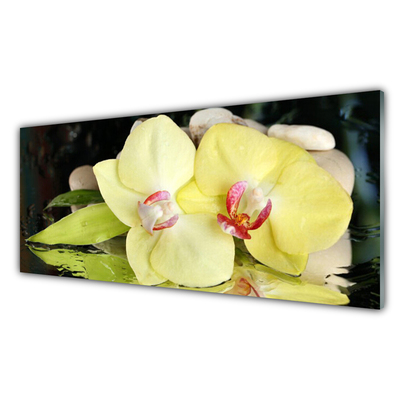 Obraz na skle Okvětní Plátky Orchidej