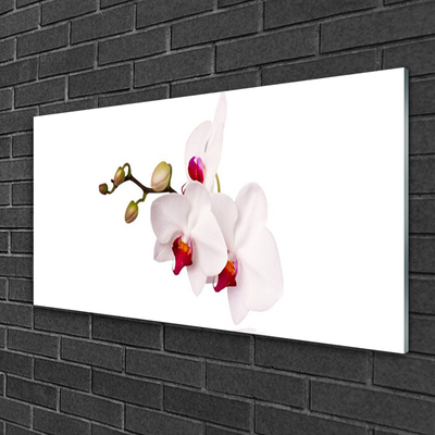 Obraz na skle Květiny Příroda Orchidej