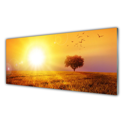 Obraz na skle Západ Slunce Louka Plátky