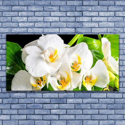Obraz na skle Orchidej Květiny Příroda