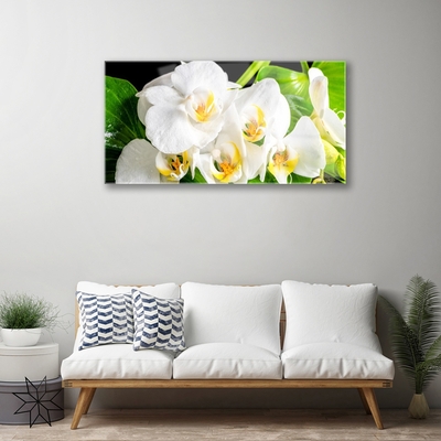 Obraz na skle Orchidej Květiny Příroda