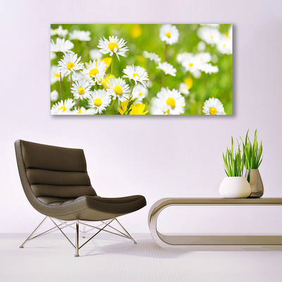 Obraz na skle Sedmikráska Květ Rostlina