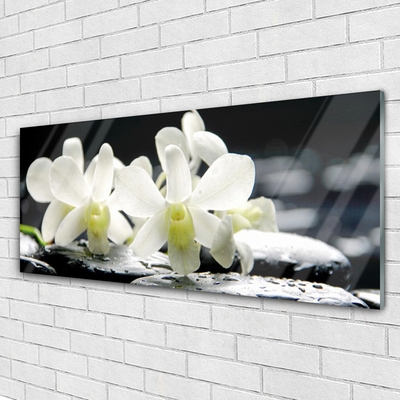 Obraz na skle Kameny Květiny Orchidej