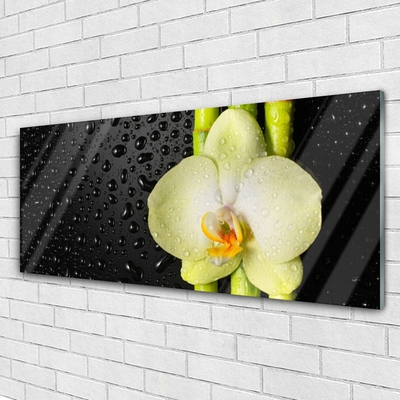 Obraz na skle Bambus Květ Orchidej