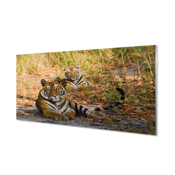 Skleněný panel Tigers
