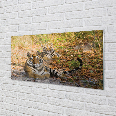Skleněný panel Tigers