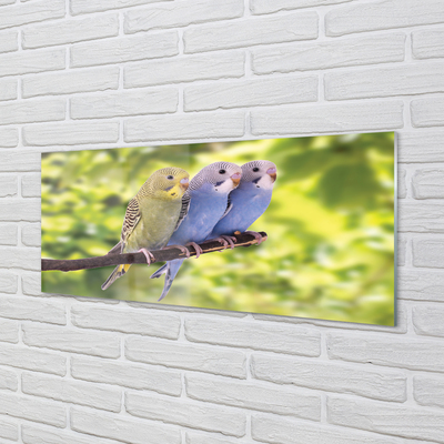 Skleněný panel Barevné papoušek na větvi