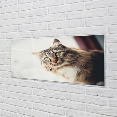 Skleněný panel Mainská mývalí kočka