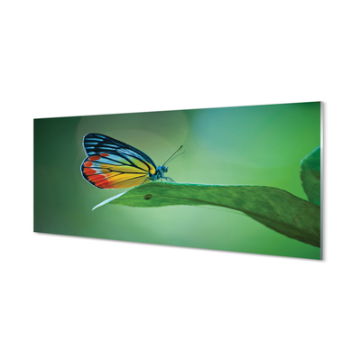 Skleněný panel Barevný motýl křídlo