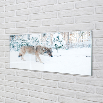 Skleněný panel Vlk v zimě lese