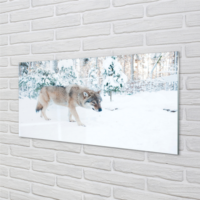 Skleněný panel Vlk v zimě lese