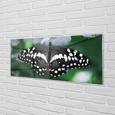 Skleněný panel Barevný motýl listí