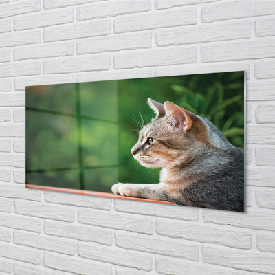 Skleněný panel vypadající kočka