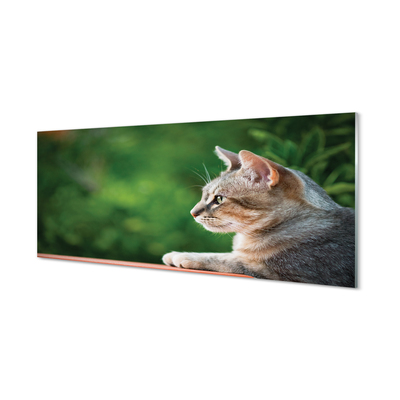Skleněný panel vypadající kočka