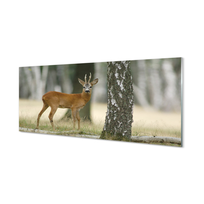 Skleněný panel jelen lesní
