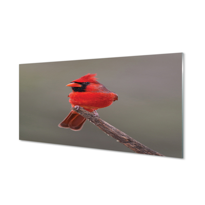 Skleněný panel Red papoušek na větvi