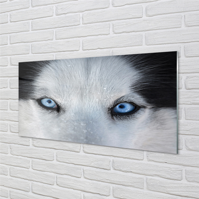 Skleněný panel wolf Eyes