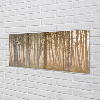 Skleněný panel Sunrise strom les