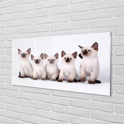 Skleněný panel malé kočky