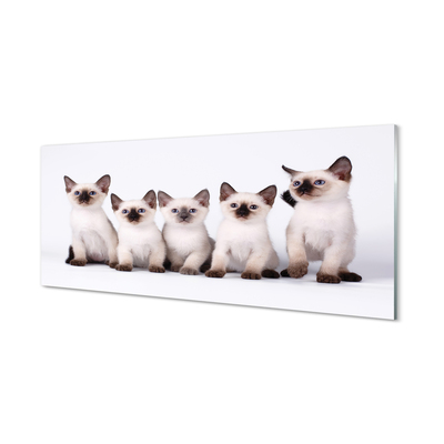 Skleněný panel malé kočky