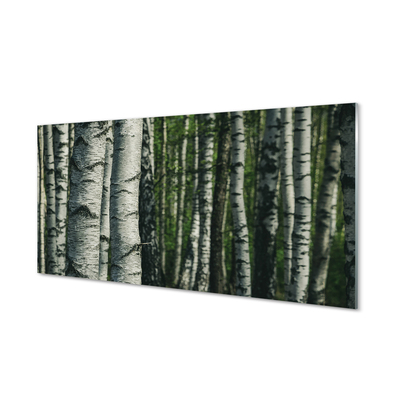 Skleněný panel březového lesa