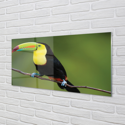 Skleněný panel Barevné papoušek na větvi