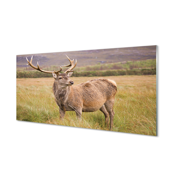 Skleněný panel polní jelen