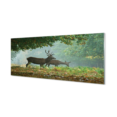 Skleněný panel Jelena na podzim les