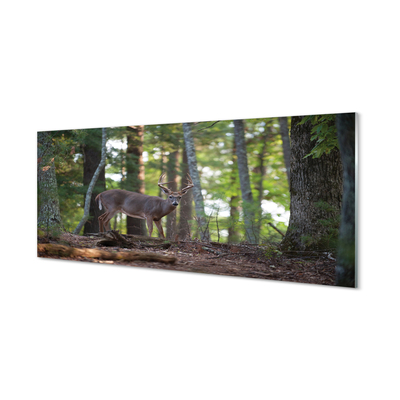 Skleněný panel jelen lesní