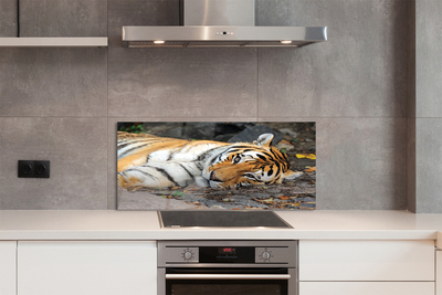 Skleněný panel ležící tygr