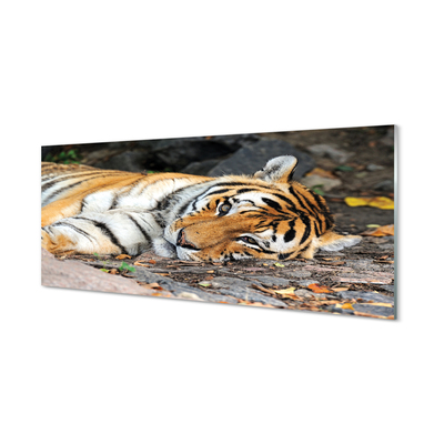 Skleněný panel ležící tygr