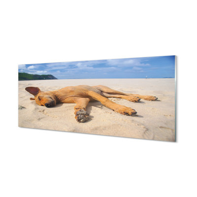 Skleněný panel Ležící pes pláž