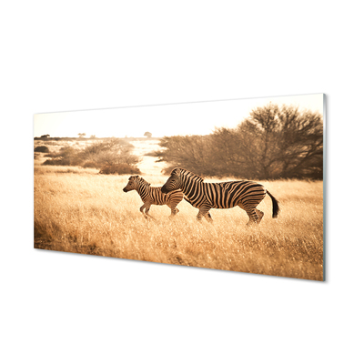 Skleněný panel Zebra pole sunset