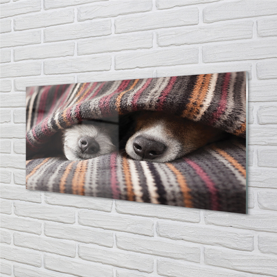 Skleněný panel spící psi