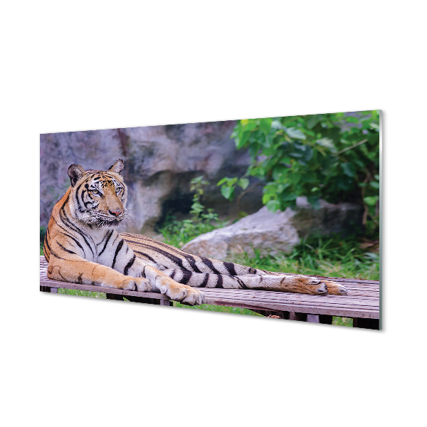 Skleněný panel Tiger v zoo