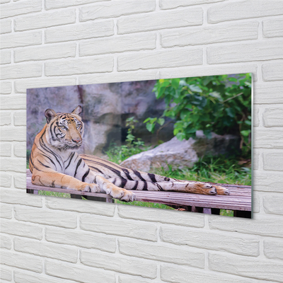 Skleněný panel Tiger v zoo
