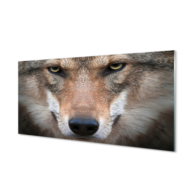 Skleněný panel wolf Eyes