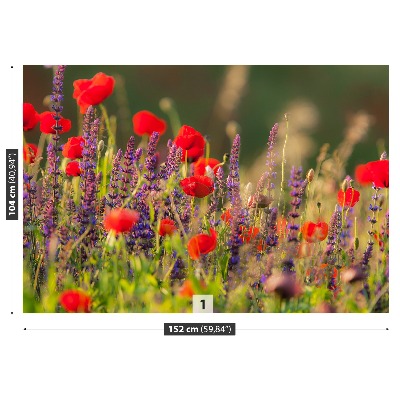 Fototapeta Polní květiny