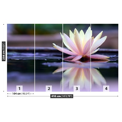 Fototapeta lotus