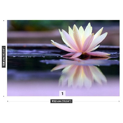 Fototapeta lotus