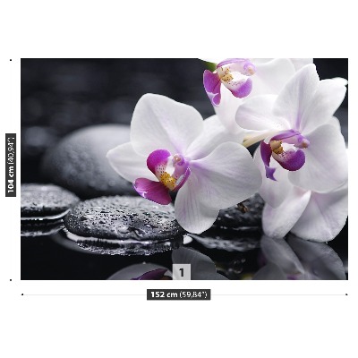 Fototapeta orchidej