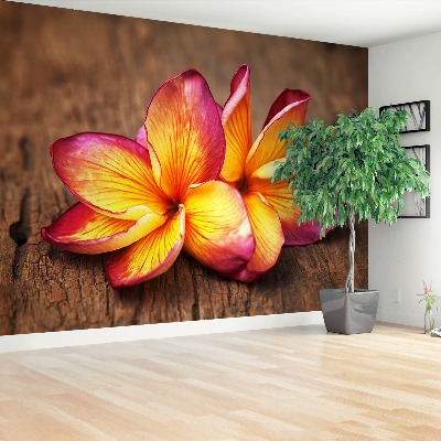 Fototapeta Plumeria Wood